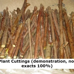 Tulip Poplar Tree Liriodendron tulipifera Cuttings - Flowering Yellow, 7 Count - Image 2