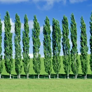 Tulip Poplar Tree Liriodendron tulipifera Cuttings - Flowering Yellow, 7 Count - Image 4