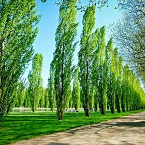 Tulip Poplar Tree Liriodendron tulipifera Cuttings - Flowering Yellow, 7 Count - Image 1