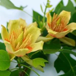 Tulip Tree Live Plant – 6-12 Inch Tall, 4-Inch Pot – Deciduous Shade Tree - Image 2