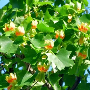 Tulip Tree Live Plant – 6-12 Inch Tall, 4-Inch Pot – Deciduous Shade Tree - Image 3