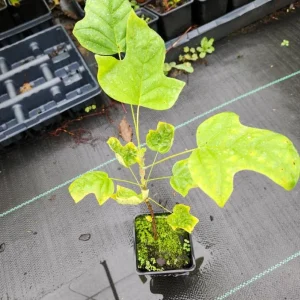 Tulip Tree Live Plant – 6-12 Inch Tall, 4-Inch Pot – Deciduous Shade Tree - Image 4