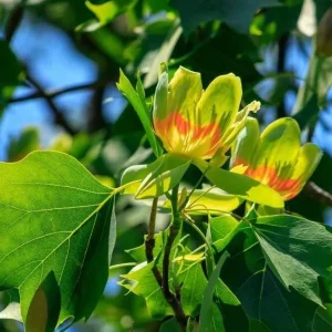 Tulip Tree Live Plant – 6-12 Inch Tall, 4-Inch Pot – Deciduous Shade Tree - Image 5