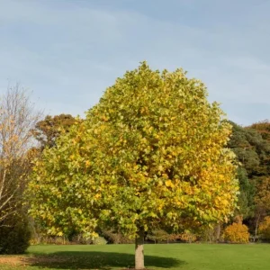 Tulip Tree Live Plant – 6-12 Inch Tall, 4-Inch Pot – Deciduous Shade Tree - Image 6