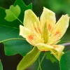 Tulip Tree Live Plant – 6-12 Inch Tall, 4-Inch Pot – Deciduous Shade Tree - Image 1