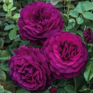 Twilight Zone Purple Rose Live Plant - Grandiflora Heirloom Rose 4-7 Inch Tall - Image 2