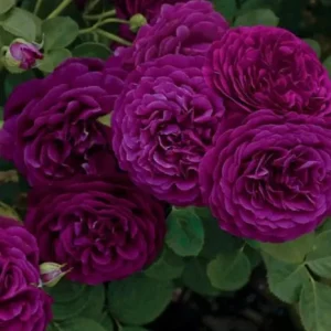 Twilight Zone Purple Rose Live Plant - Grandiflora Heirloom Rose 4-7 Inch Tall - Image 3