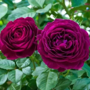 Twilight Zone Purple Rose Live Plant - Grandiflora Heirloom Rose 4-7 Inch Tall - Image 4