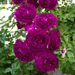 Twilight Zone Purple Rose Live Plant - Grandiflora Heirloom Rose 4-7 Inch Tall - Image 5