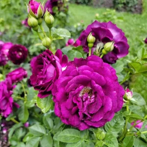 Twilight Zone Purple Rose Live Plant - Grandiflora Heirloom Rose 4-7 Inch Tall - Image 6