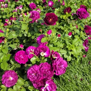 Twilight Zone Purple Rose Live Plant - Grandiflora Heirloom Rose 4-7 Inch Tall - Image 7