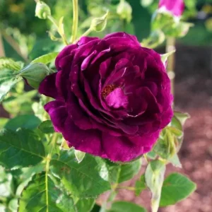 Twilight Zone Purple Rose Live Plant - Grandiflora Heirloom Rose 4-7 Inch Tall - Image 8