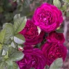 Twilight Zone Purple Rose Live Plant - Grandiflora Heirloom Rose 4-7 Inch Tall - Image 1