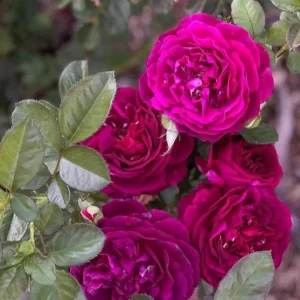 Twilight Zone Purple Rose Live Plant - Grandiflora Heirloom Rose 4-7 Inch Tall - Image 1