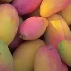 Valencia Mango Cuttings Scions for Grafting - 5 Pack - Grow Your Own Fruit Tree - Image 3