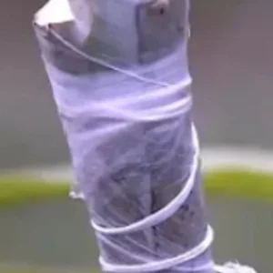 Valencia Mango Cuttings Scions for Grafting - 5 Pack - Grow Your Own Fruit Tree - Image 7