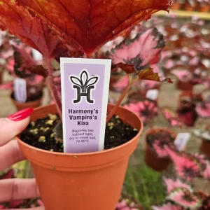 Vampire Kiss Begonia Live Plant - 4 Inch Pot, Rex Begonia, Indoor Houseplant - Image 2