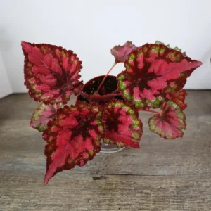 Vampire Kiss Begonia Live Plant - 4 Inch Pot, Rex Begonia, Indoor Houseplant - Image 3