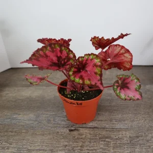 Vampire Kiss Begonia Live Plant - 4 Inch Pot, Rex Begonia, Indoor Houseplant - Image 4