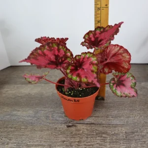 Vampire Kiss Begonia Live Plant - 4 Inch Pot, Rex Begonia, Indoor Houseplant - Image 5