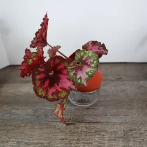 Vampire Kiss Begonia Live Plant - 4 Inch Pot, Rex Begonia, Indoor Houseplant - Image 6