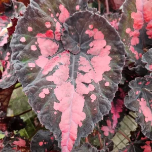 Vampire Kiss Begonia Live Plant - 4 Inch Pot, Rex Begonia, Indoor Houseplant - Image 7