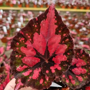 Vampire Kiss Begonia Live Plant - 4 Inch Pot, Rex Begonia, Indoor Houseplant - Image 8