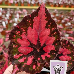 Vampire Kiss Begonia Live Plant - 4 Inch Pot, Rex Begonia, Indoor Houseplant - Image 1