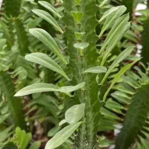 Variegated African Milk Tree (Euphorbia Trigona) Live Plant - 3 Inch Pot - Image 4