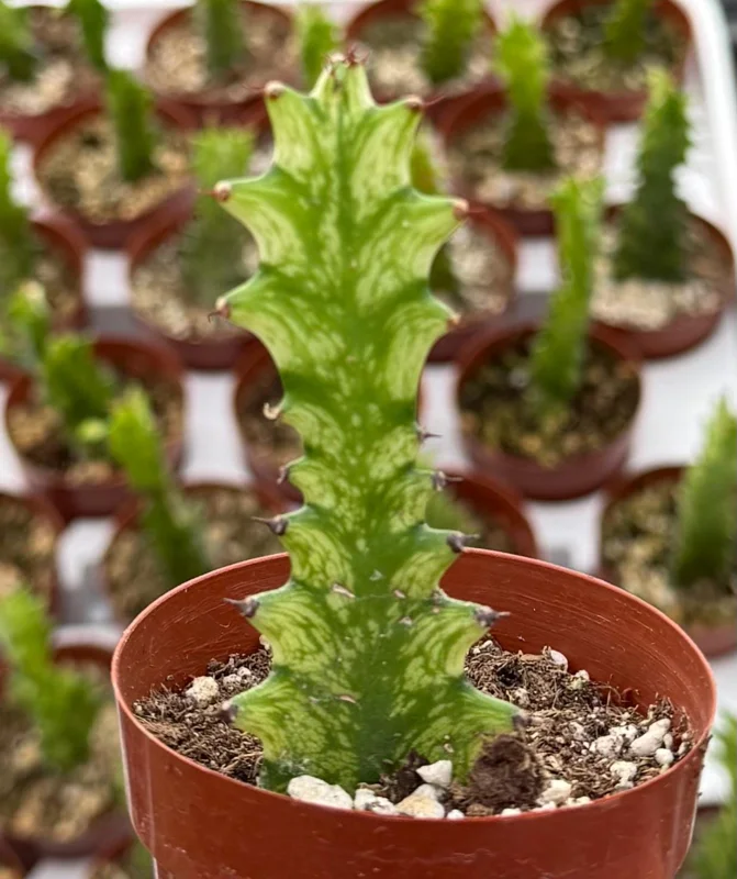 Variegated African Milk Tree Live Plant - Euphorbia Trigona - 3 Inch Pot - Image 2