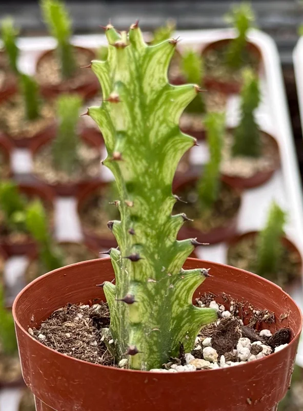 Variegated African Milk Tree Live Plant - Euphorbia Trigona - 3 Inch Pot - Image 3