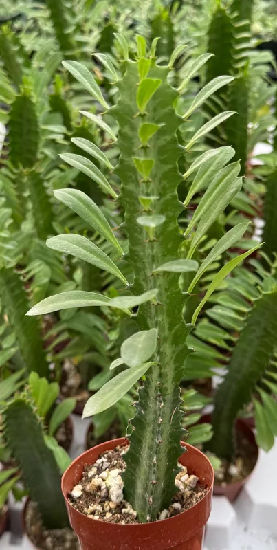 Variegated African Milk Tree Live Plant - Euphorbia Trigona - 3 Inch Pot - Image 4