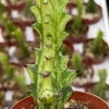 Variegated African Milk Tree Live Plant - Euphorbia Trigona - 3 Inch Pot - Image 1