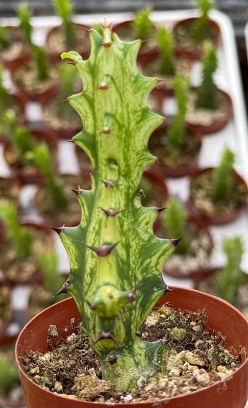 Variegated African Milk Tree Live Plant - Euphorbia Trigona - 3 Inch Pot - Image 1