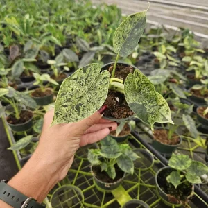 Variegated Alocasia Dragon Scale Live Plant - 4 Inch Pot - Indoor Tropical - Image 2