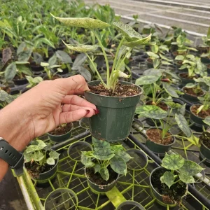 Variegated Alocasia Dragon Scale Live Plant - 4 Inch Pot - Indoor Tropical - Image 3