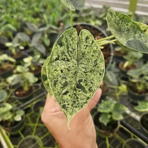 Variegated Alocasia Dragon Scale Live Plant - 4 Inch Pot - Indoor Tropical - Image 1