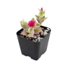 Variegated Baby Sun Rose Live Plant - Ice Plant in 2 inch Pot - Image 1
