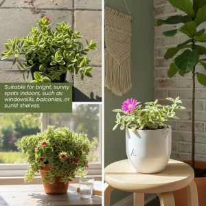 Variegated Baby Sun Rose Live Plant - Ice Plant in 2 inch Pot - Image 2