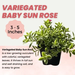 Variegated Baby Sun Rose Live Plant - Ice Plant in 2 inch Pot - Image 3