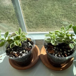 Variegated Baby Sun Rose Live Plant - Ice Plant in 2 inch Pot - Image 4