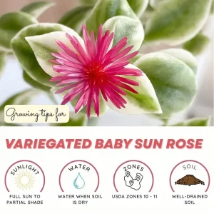 Variegated Baby Sun Rose Live Plant - Ice Plant in 2 inch Pot - Image 5