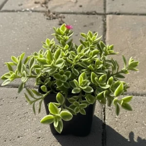 Variegated Baby Sun Rose Live Plant - Ice Plant in 2 inch Pot - Image 6