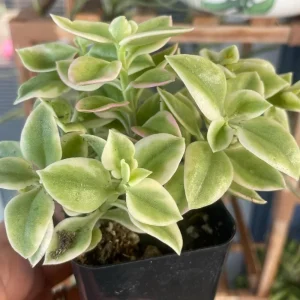 Variegated Baby Sun Rose Live Plant - Ice Plant in 2 inch Pot - Image 7