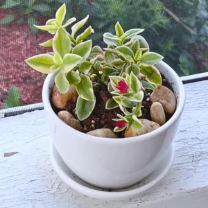 Variegated Baby Sun Rose Live Plant - Ice Plant in 2 inch Pot - Image 8