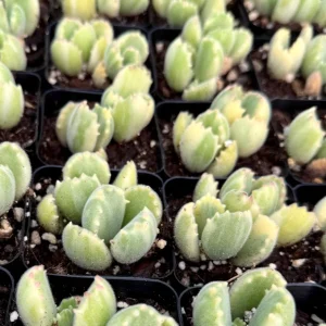 Variegated Bear Paw Succulent Live Plant - 2 Inch, 4 Inch Pot - Indoor - Image 2