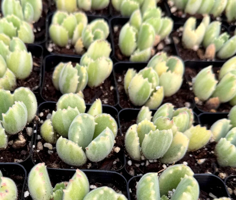 Variegated Bear Paw Succulent Live Plant - 2 Inch, 4 Inch Pot - Indoor - Image 2