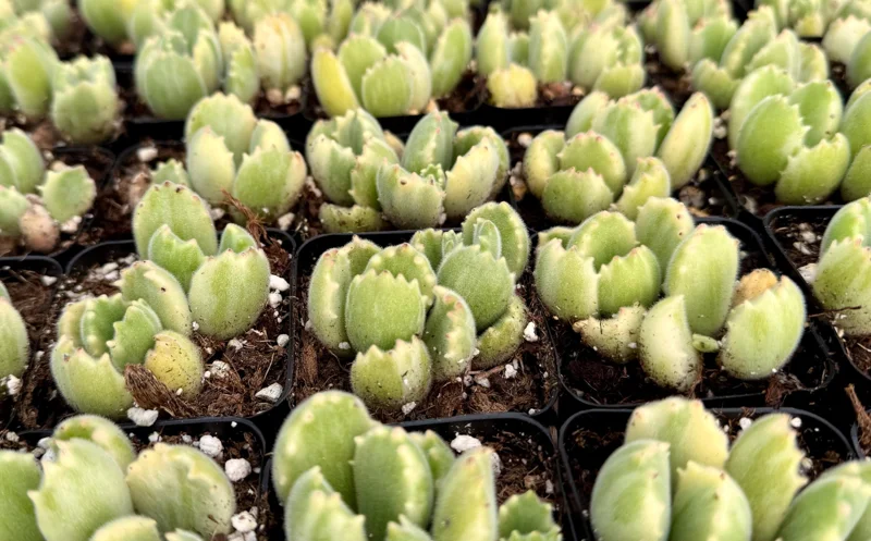 Variegated Bear Paw Succulent Live Plant - 2 Inch, 4 Inch Pot - Indoor - Image 3