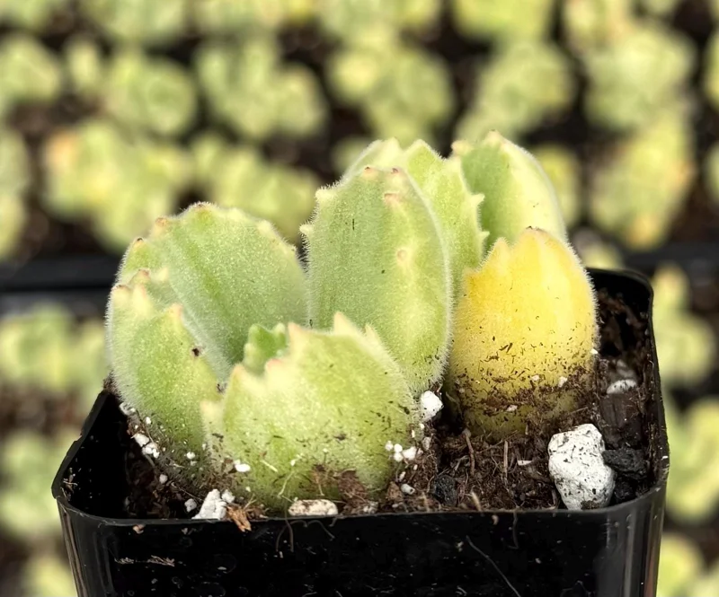 Variegated Bear Paw Succulent Live Plant - 2 Inch, 4 Inch Pot - Indoor - Image 4