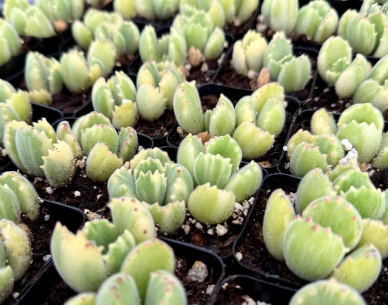 Variegated Bear Paw Succulent Live Plant - 2 Inch, 4 Inch Pot - Indoor - Image 1